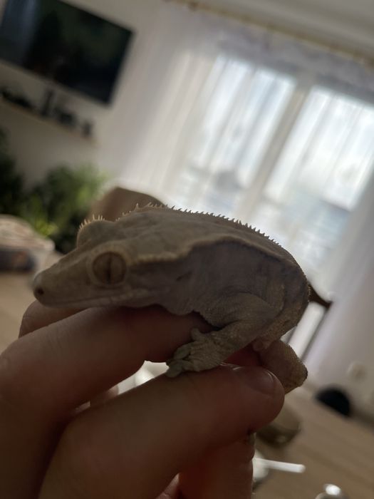 Gekony orzesione z wyposażeniem