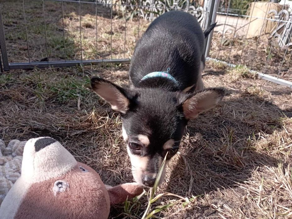 Piesek Chihuahua krótkowłosy