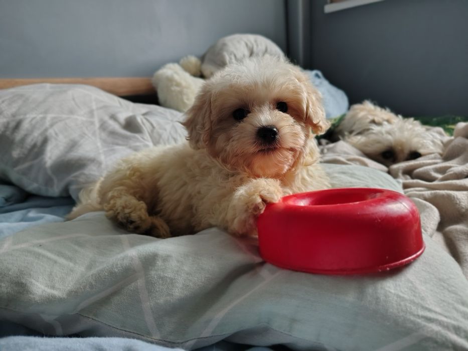 maltipoo suczka Warszawa maltańczyk pudel
