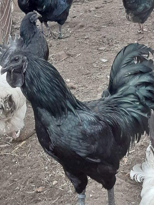 Sprzedam kury ozdobne lakelfender I ayam cemani