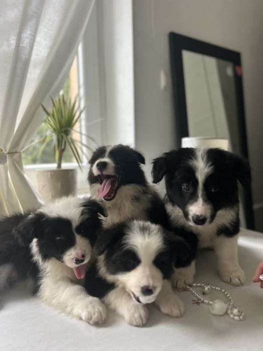 Border collie szczenię z rodowodem