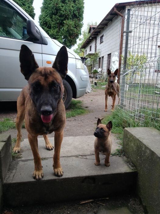 Szczenię Owczarek Belgijski Malinois