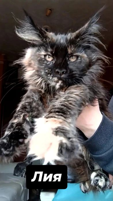 Котята породы Мейн Кун