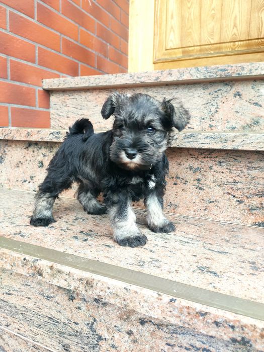 Sznaucer miniaturowy