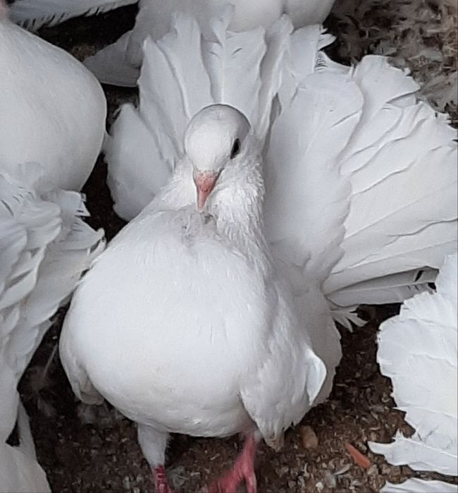 Pombos Rabo de Leque - Casal