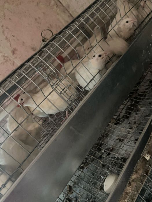 Техаський білий перепел