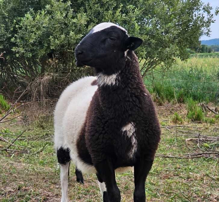 Чистокровний Дорпер, кроси. Барани, ярки, вівці. На росплід, на м'ясо.