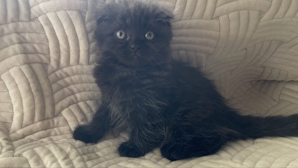 Шотландські кошенята