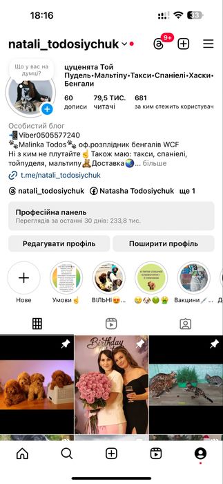 Мальтіпу чарівні малюки пошук люблячих родин