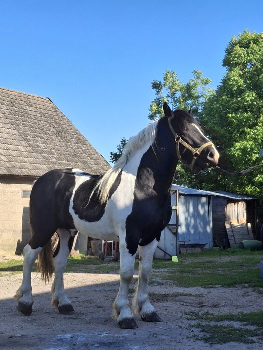 Sprzedam ogiera zimnokrwistego srokatego