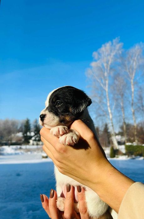 Szczenię, suczka Parson Russell terrier