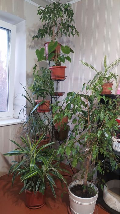 Драцена лемон лайм 80см Dracaena Lemon Lime