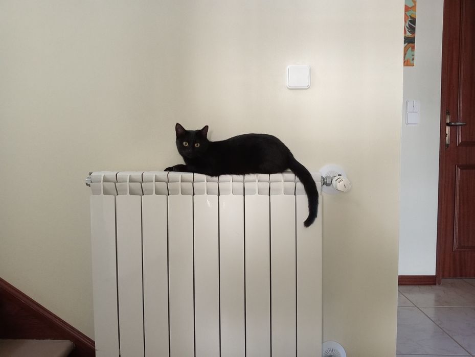 ESTERILIZAADA | Gata juvenil disponível para adoção muito responsável