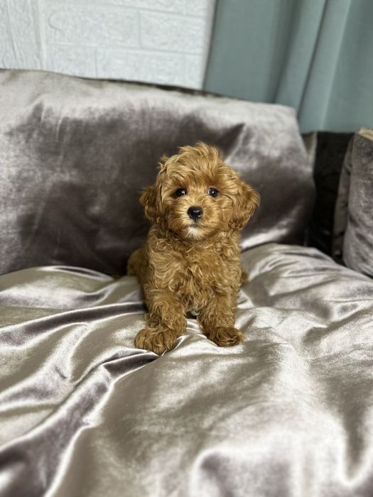 Міні хлопчик мальтіпу