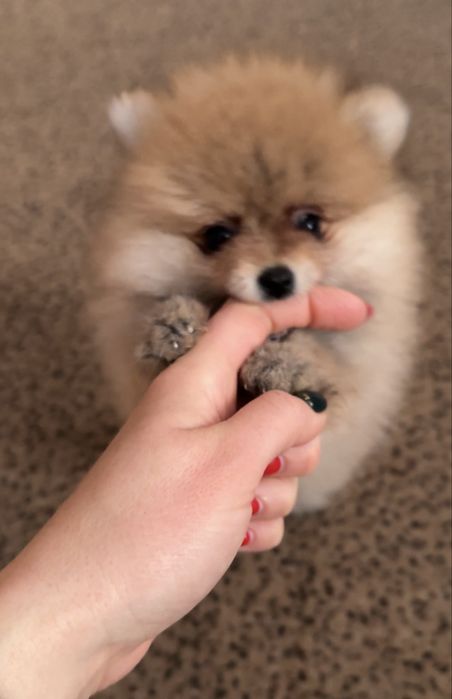 Крихітна Дівчинка померанського шпіца