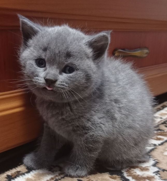 Продам кошенята Шотландців