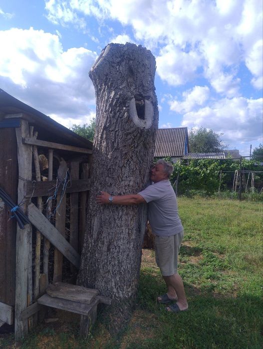 Стовбур горіха, горіх, слеб.