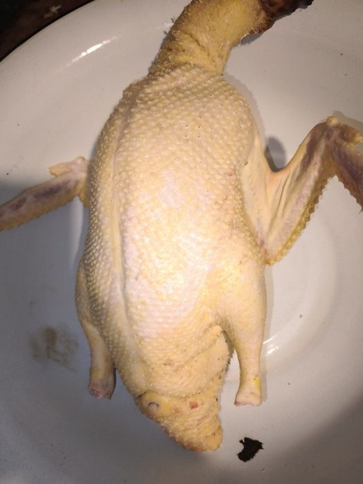 Tuszki kaczek oraz kogutów