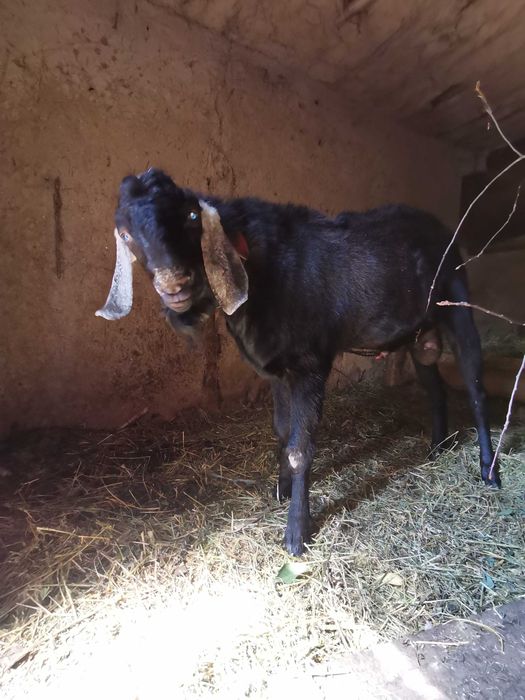 100% Англо-нубійський цап