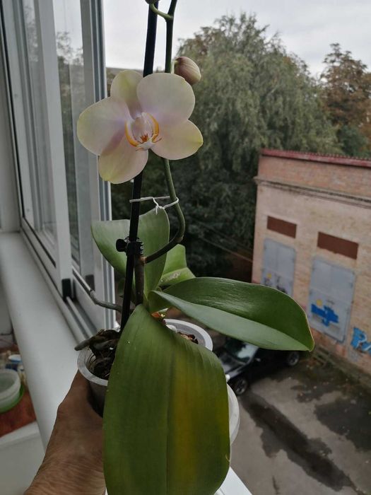 Орхідея Фаленопсис Peaches ( Персик)