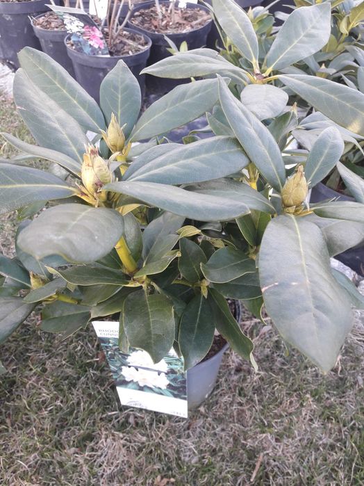 rododendron różanecznik C4