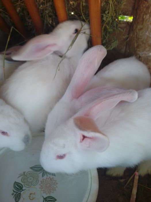 Продам кролів молодняк