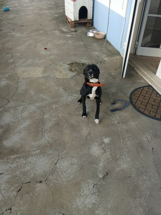 Cachorro muito enérgico