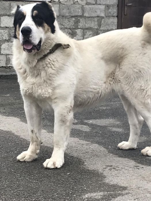 Продаж собаки/щенята алабай