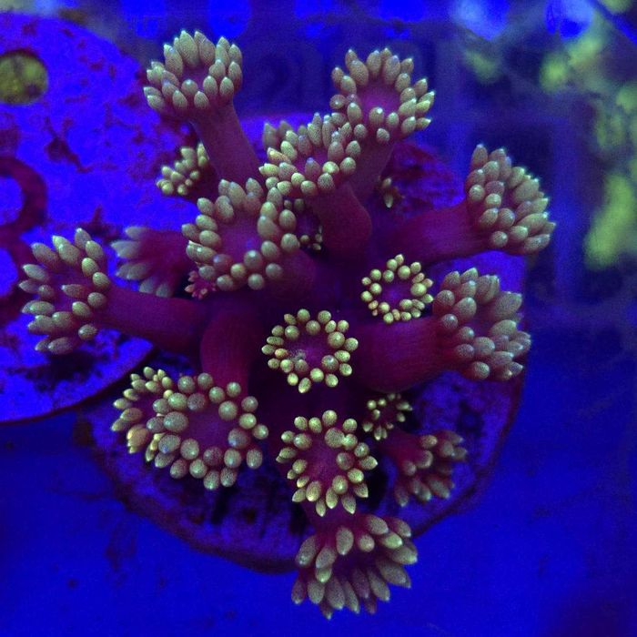 Goniopora Goldtip Scarlet – koralowiec LPS (frag)