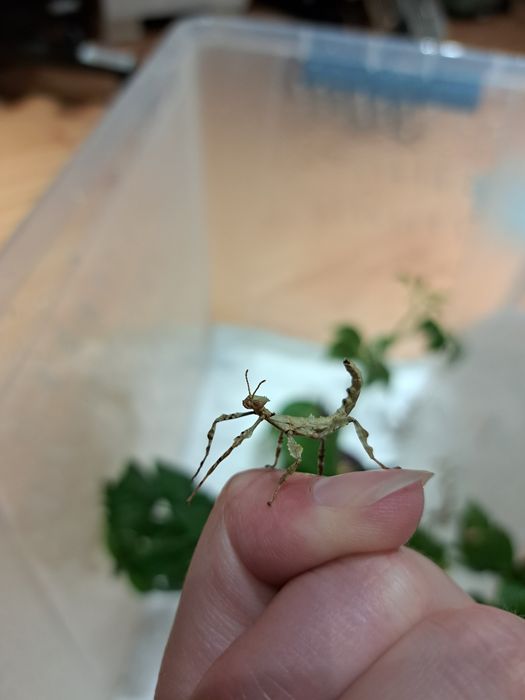 Straszyk australijski / Extatosoma tiaratum