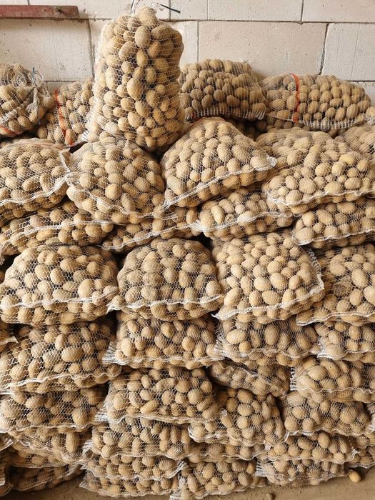 Ziemniak wielkości sadzeniaka Katania Irga Oberon