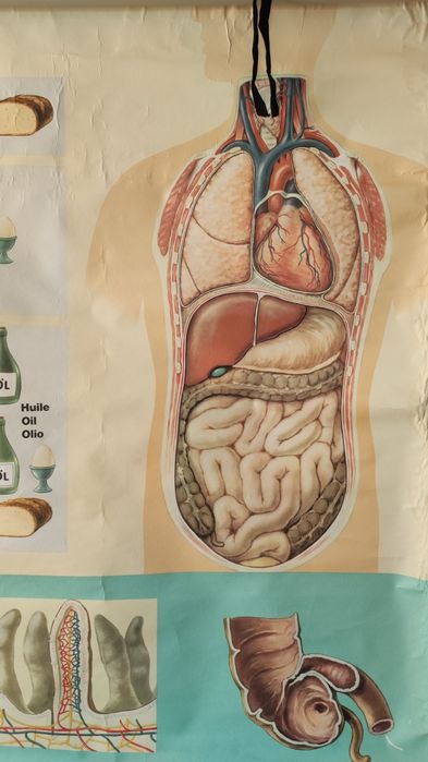 Mapa escolar antigo - Sistema digestivo, gástrico, órgãos corpo humano