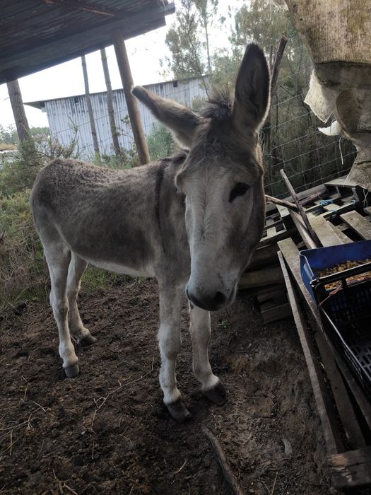 Burro com 4 anos