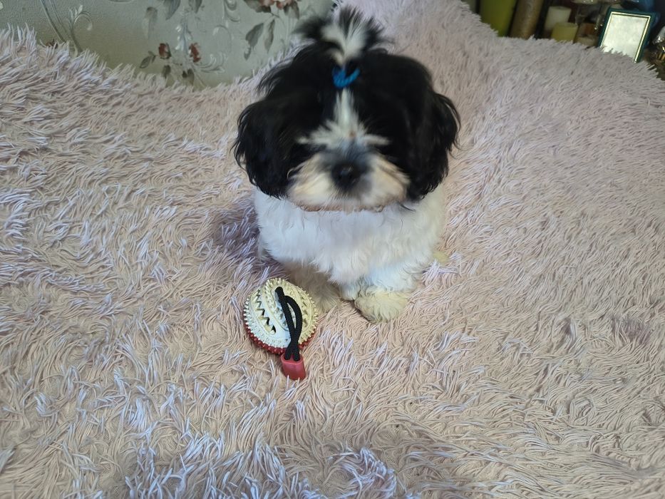 Ши- тцу милые щенки