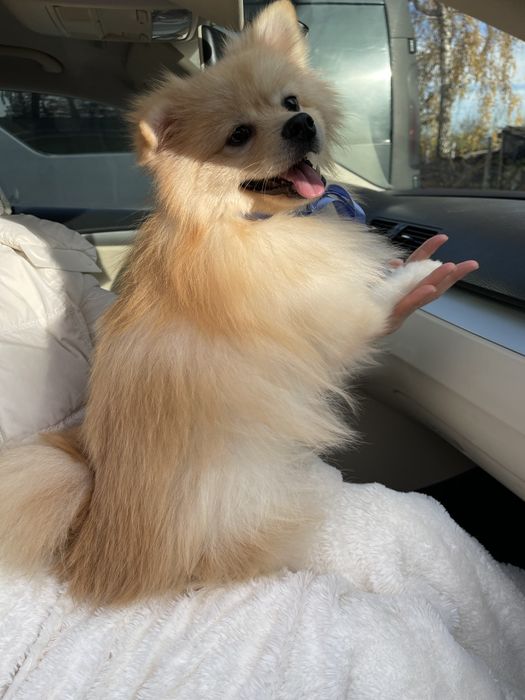 Міні-принци Померанські шпіци чекають на свої сімї