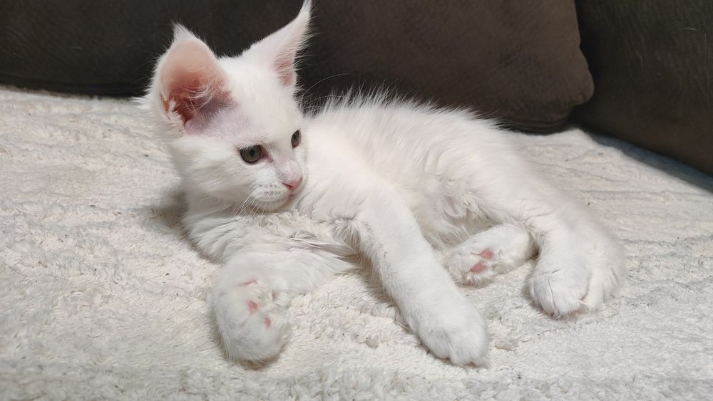 Кот Мейн Кун в белой шубке.