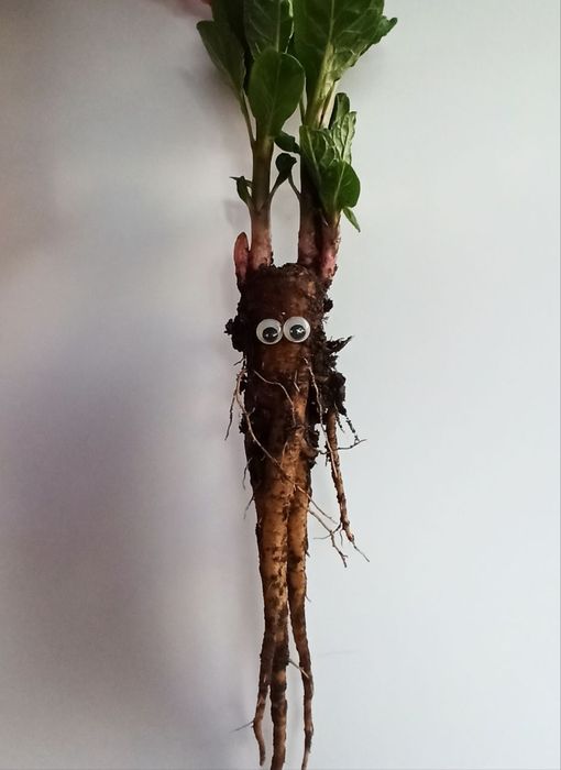 Лаконос ягідний/ Зверобой/ зверобій кущики Лікарські рослини