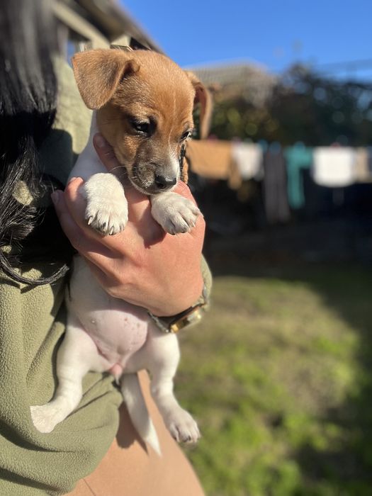 Маленька зірочка джек