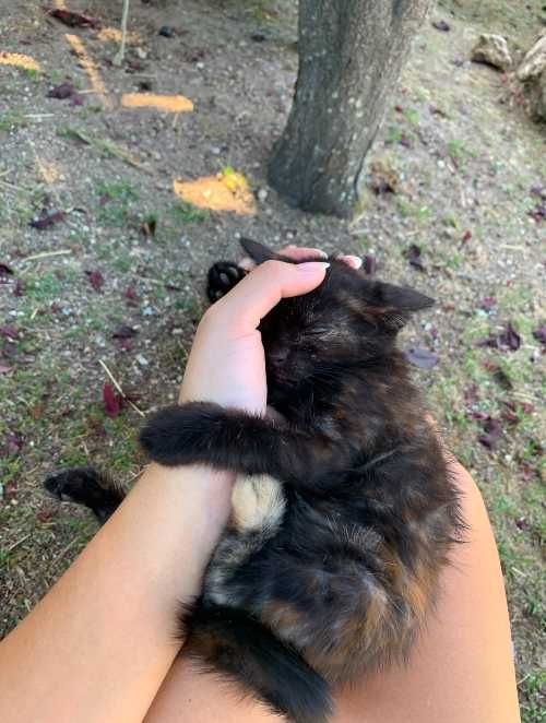 gatinha bebé preta e amarela adoção