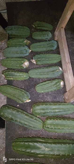 Cactos San Pedro / wachuma.cacto.sagrado