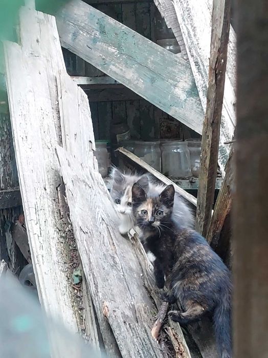 Котенок девочка спасёнышь