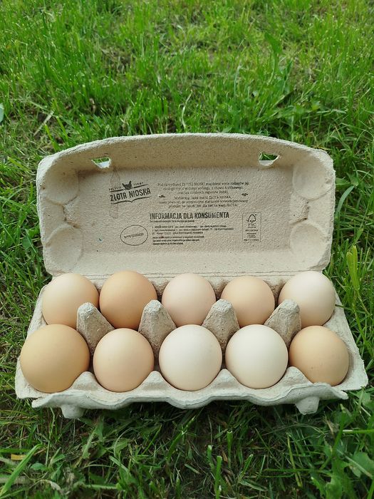 Świeże jajka od kur z wolnego wybiegu