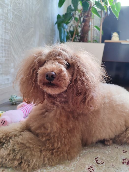 Вязка той пудель