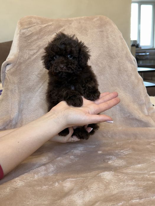 Той пудель девочка