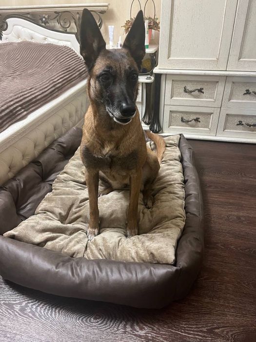 Лежак для собак лежанка для любых пород съемный чехол оксфорд