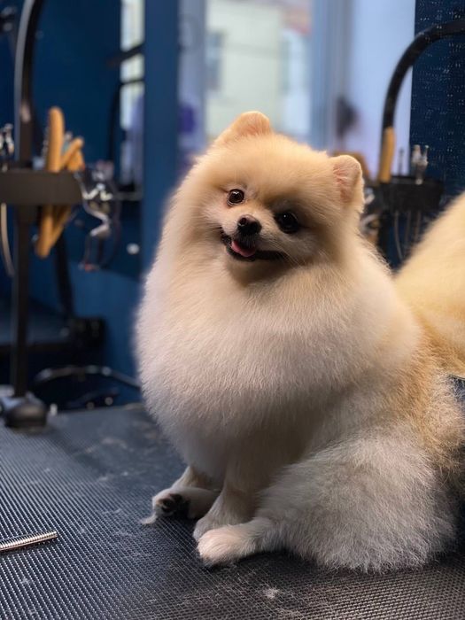 Курси.Навчання на Грумінг Майстра.Чернігів