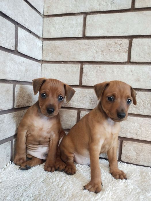 Цвергпинчерята рыжее счастье