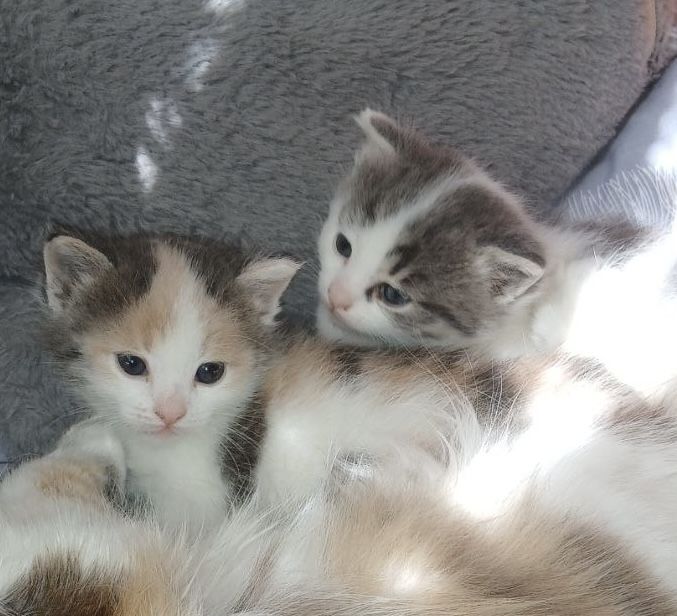 кошенята метіси шукають люблячу сімʼю