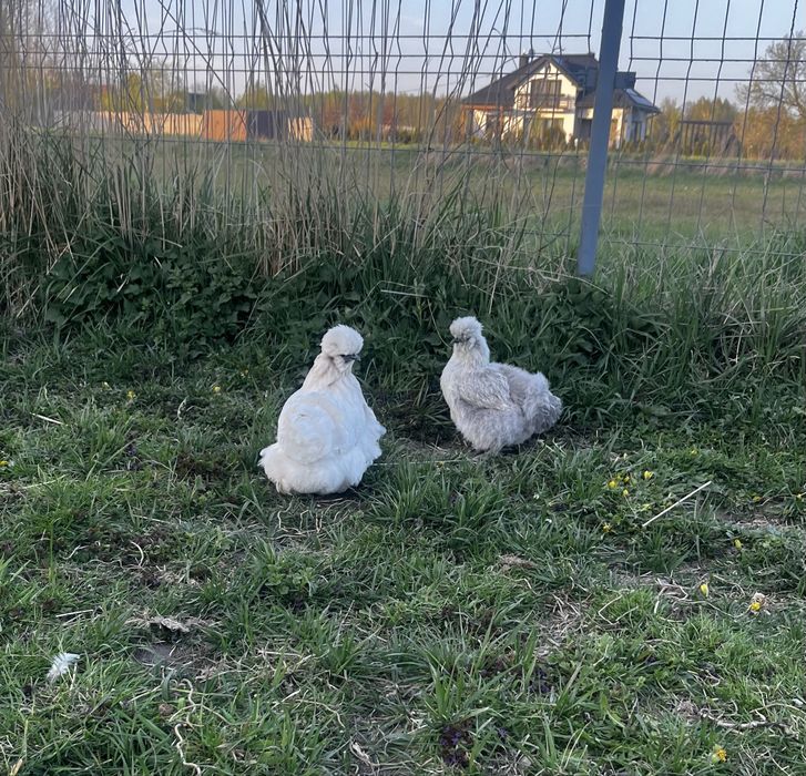 Jaja lęgowe kur ozdobnych MIX – Silki, czubatki