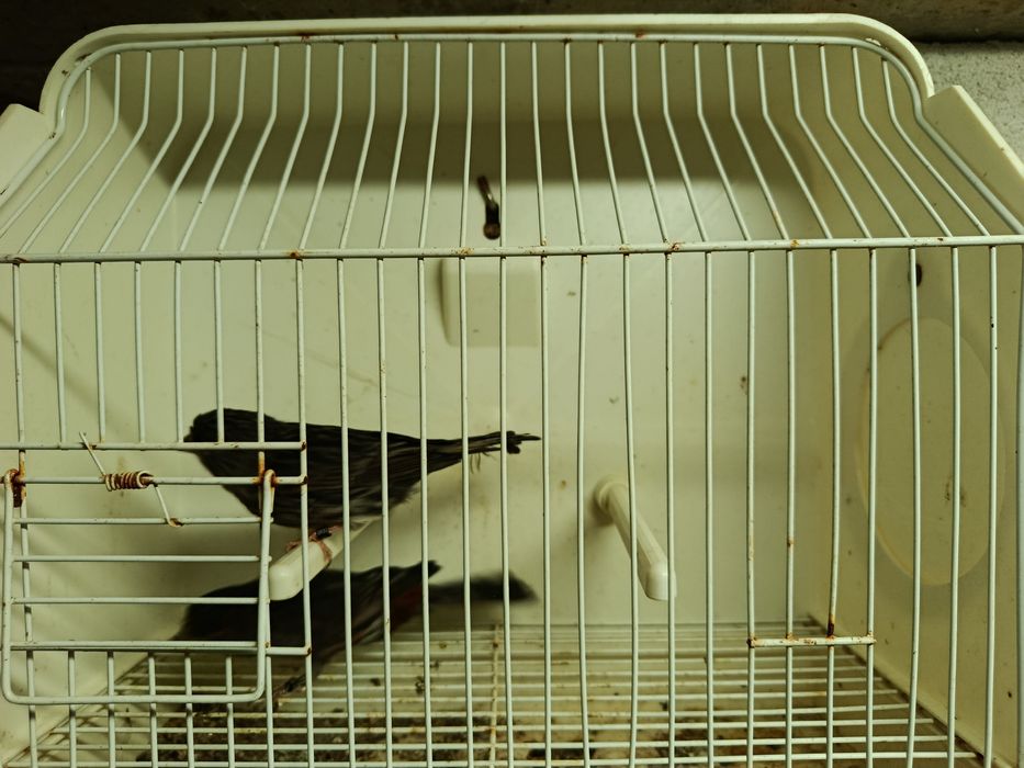 Casal de negros mosaico vermelhos